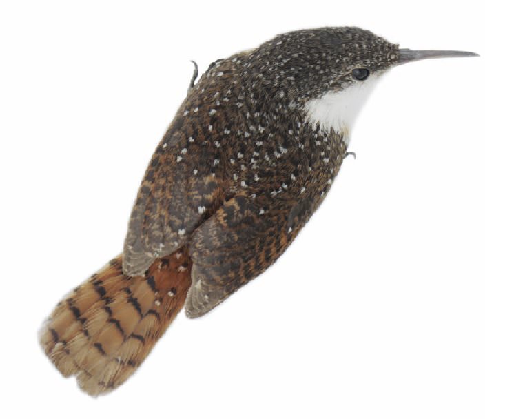 Fauna Barranca del Alamo