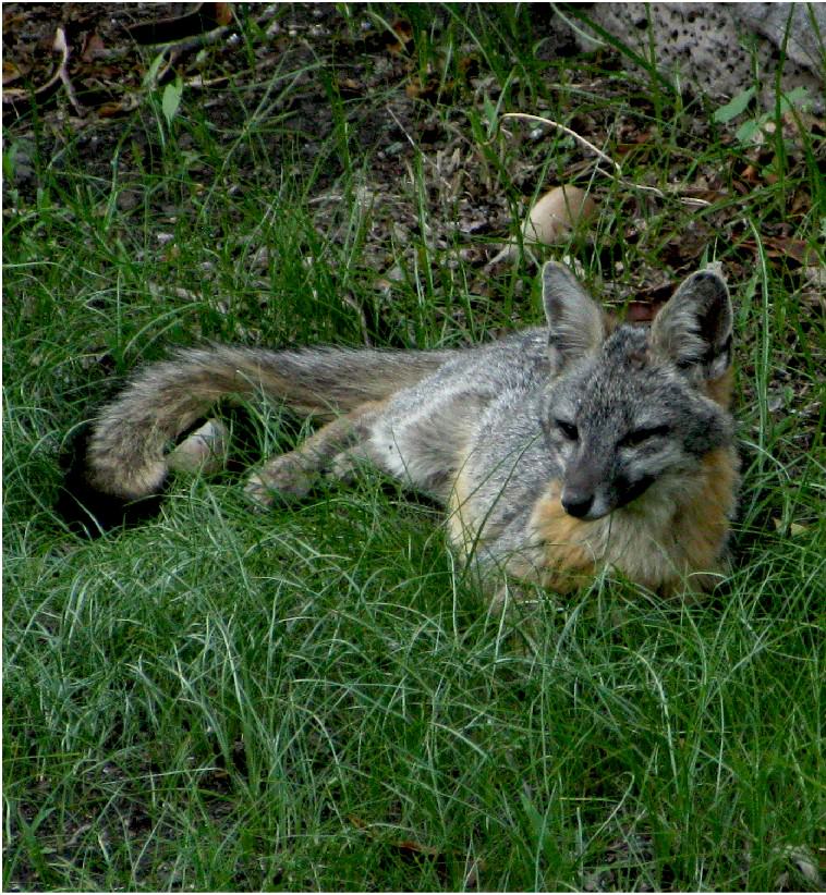 Zorro Fauna Barranca del Alamo